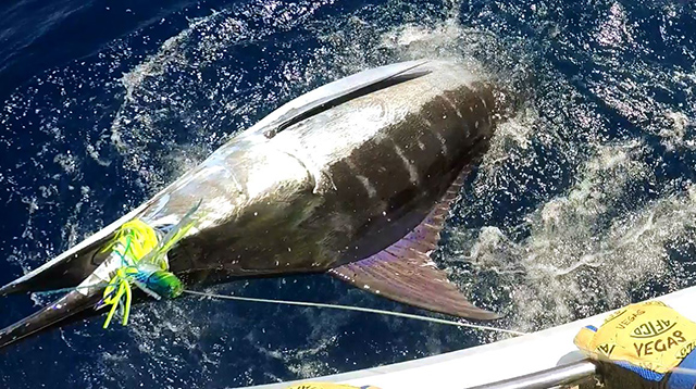 ANGLER: charter client SPECIES: Blue Marlin  WEIGHT: 180kg LURE: 13" JB Lures Big Dingo.